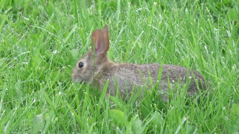 Serene Bunny with Relaxing Music Meditation