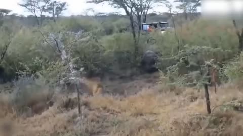 Lion's Failed Hunt Is Prevented By Hippo - Great Battle Of Lion Attack Hippo-14