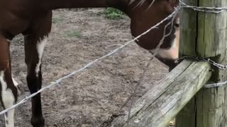 Horse Swings Around a Snake