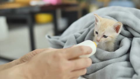 cat kitchen milk feeding hair blanket