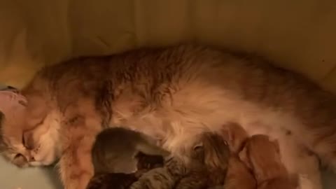 cute baby cat drink her mom milk