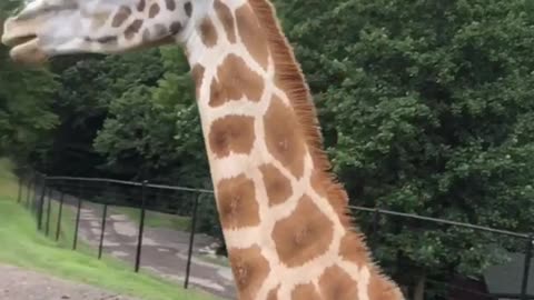 Giraffe Snags a Snack
