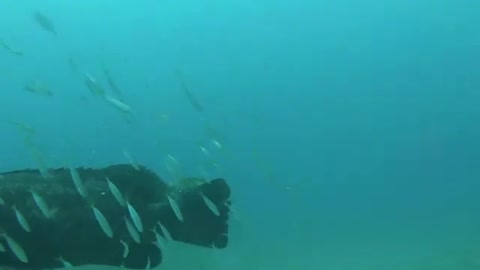 Spearfishing for Giant Grouper in Shipwrecks.