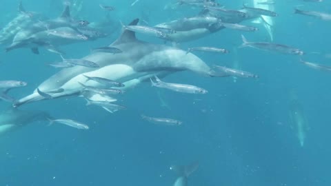 A pod of dolphins hunting a school of sardines