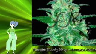 Thunder Bloody Mary – Samsara Seeds