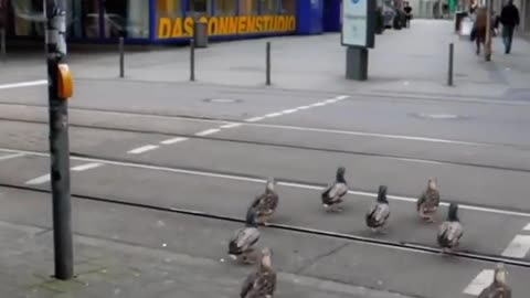 Duck Road crossing