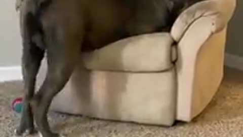 This huge dog uses cuteness to get its way