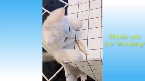 Funny cats - hilarious kittens