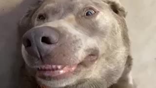 Happy Labrador literally smiles for more belly rubs