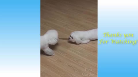 Funny And Cute CatS Life Part 5 Cats And Owners Are The Best Friends Videos_4