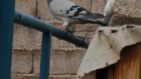 Pigeon mating