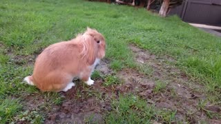 Happy and cute bunny having some fun in the garden