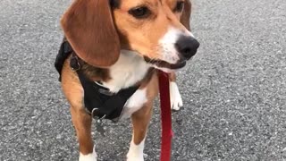 Brown beagle howling on street