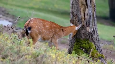 Roe Deer Free Videos | Animals Free Videos| Deer Short Video Animals 0