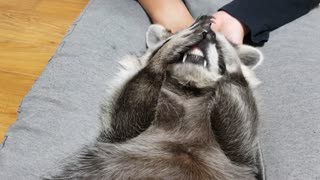 Raccoon is grooming.