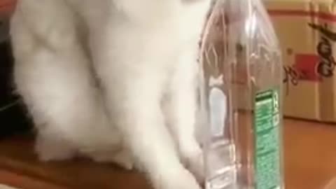 Lovely Cat, cats, funny cats, funny cat videos