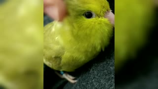 Shiny the parrotlet loves head massages