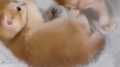 cute baby cat playing so lovely , Funniest Cats, Best Funny Cat Videos Of This Week #short 48