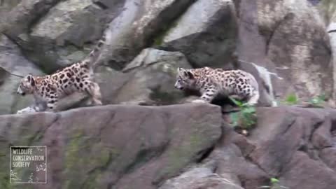 Snow leopard cubs make Bronx Zoo debut