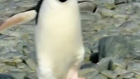 Penguin baby, lost, looking for mother, friend
