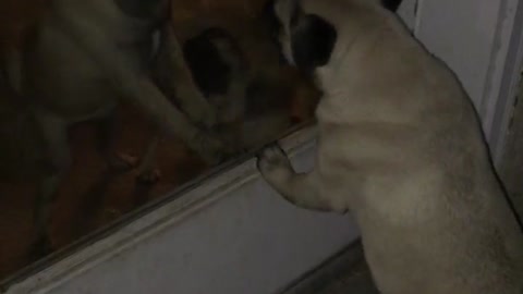 Pug "stuck outside" can't figure out open door