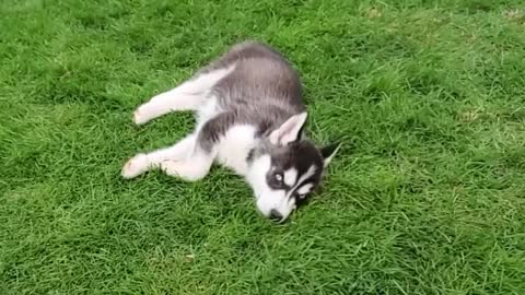 Sleepy puppies!