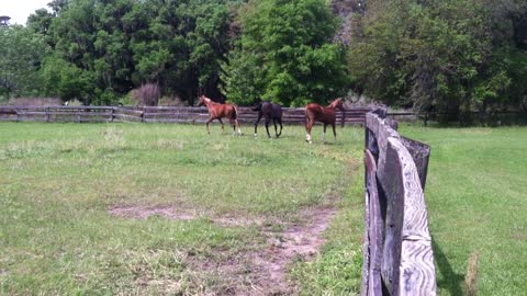 More of them Arabians we couldn't catch smh lol