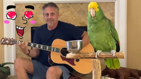 bird singing parrot