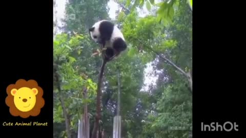 Awwww Cute panda funny clip| cute animals video