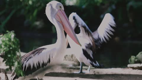 The beautiful pelican