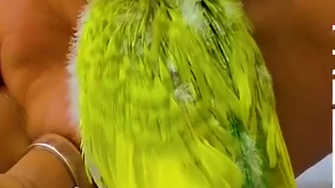 Baby Budgie Growth Stages #Shorts.mp4