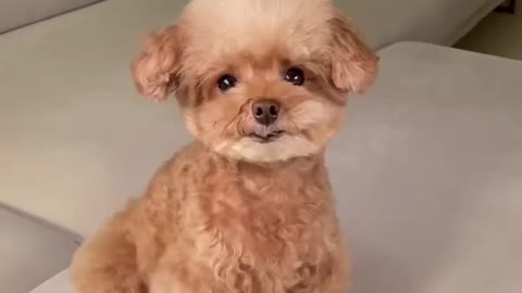 a cute puppy with emoji cuteness video