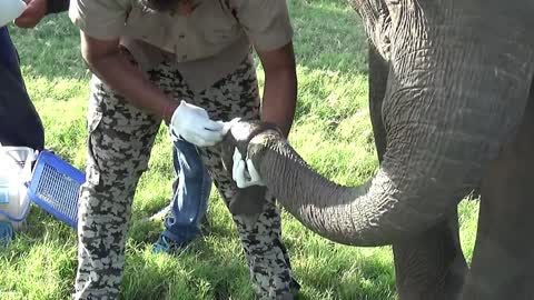 Trunk injured Elephant difficult to Breath found the care of kind hearted Doctor