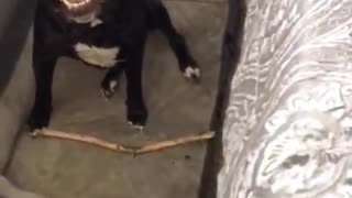 Doggy Seriously Wants to Keep Her Stick