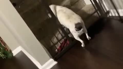 Dog Denied Extra Food Walks Away and Slams Door