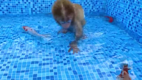 Monkey Baby Bon Bon eats rainbow oreo and swims with puppy, koi fish, goldfish