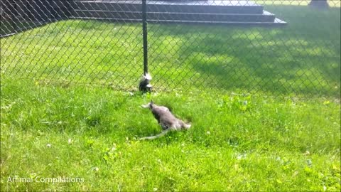 Cute baby animals - Baby Skunks Trying To Spray Funniest Compilation