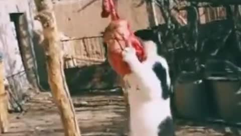 Aww Animals! Best Fighting Aww Animals Funny video Dog Top Fights.