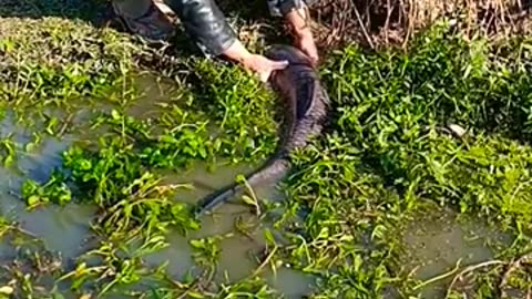 Amazing skill river season catching hand bass fishing