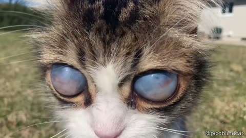 Blind Cat Has Unique Eyes