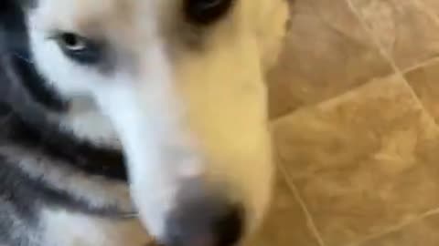 Guilty husky tries to Blame Other Dogs! #shorts