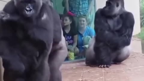 Beautiful footage of gorilla's || human like behavior || Gorilla beautiful expressions