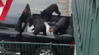 Bears Checking Cars for Unlocked Doors