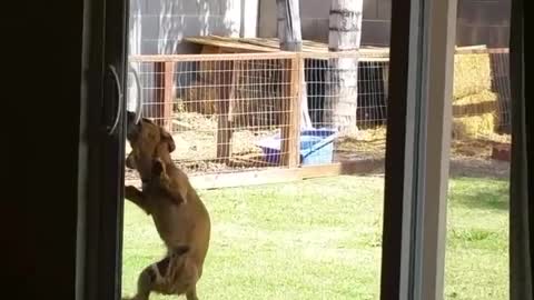 Tiny Dog Is Determined To Open Sliding Door
