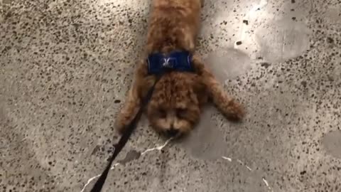 Lazy dog gets dragged across floor on leash