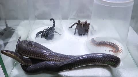 Poison Snake vs Scorpion vsTarantula Centipede