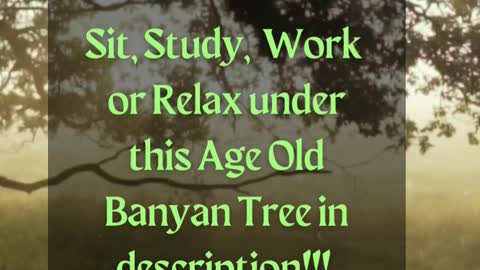 The Magically Forest Ambience for Relaxation, Study & Sleep - Under the Banyan Tree