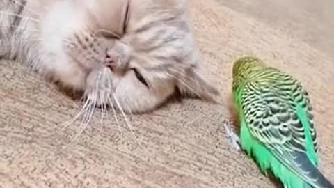 Pesky Parrot Won't Let Cat Best Friend Take A Nap