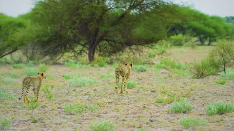 Amazing Wildlife of Botswana 8K Nature Documentary Film (with lovely music)