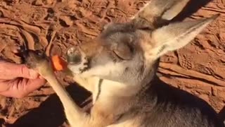 Carrots for Kangaroos